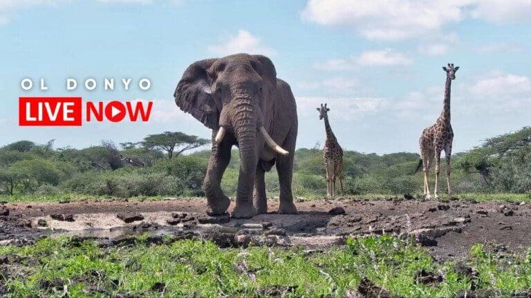 ol Donyo Lodge’s Wildlife Live Stream in Kenya – an Africam LIVECAM