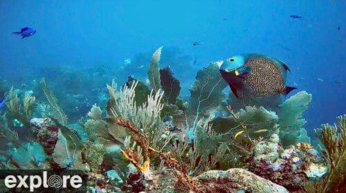 coral reef live cam