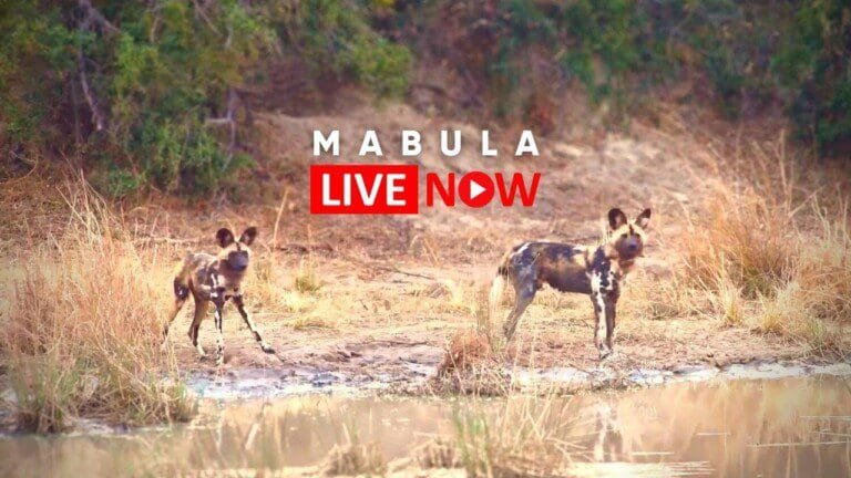 Mabula Game Lodge Wildlife Live Stream – an Africam LIVECAM