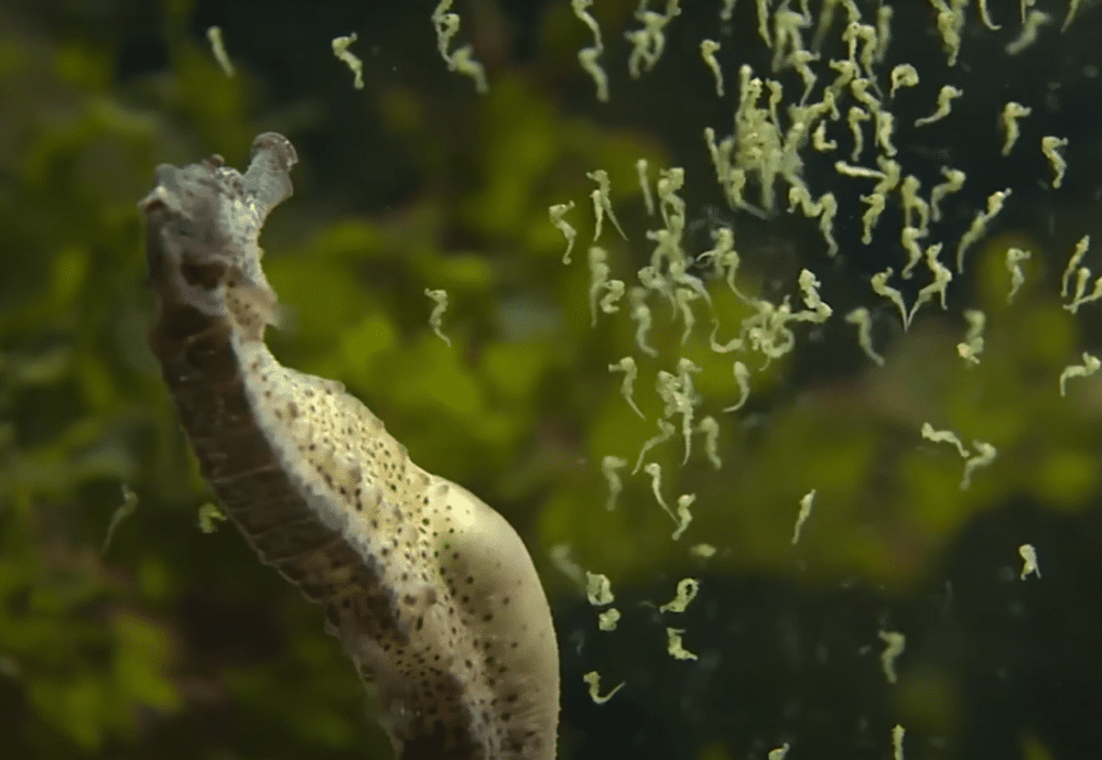 Image of a male seahorse giving birth