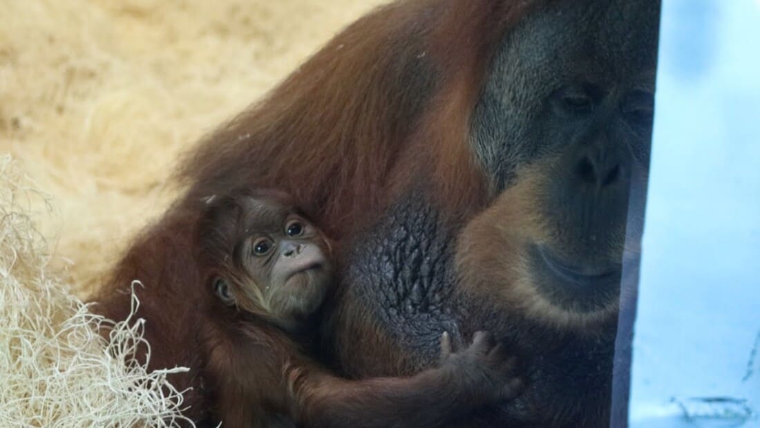 Tua the endangered orangutan with her newborn baby in the Philadelphia Zoo